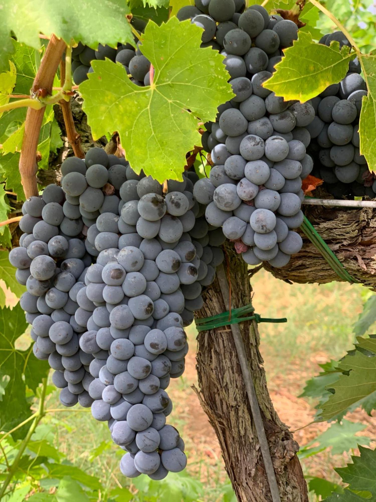 Collina Dei Poeti 호텔 산타르칸젤로 디 로마냐 외부 사진